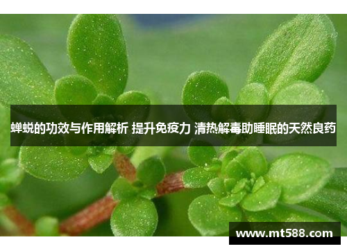 蝉蜕的功效与作用解析 提升免疫力 清热解毒助睡眠的天然良药
